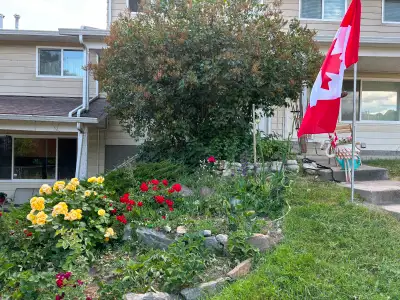 Centrally located two toy poodles and a cat retired seniors