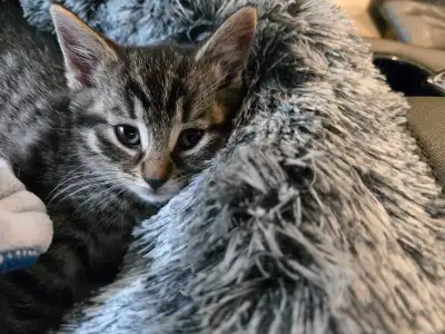 Chatons à vendre , View more