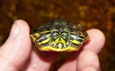 Baby Yellow Bellied River Turtle, View more