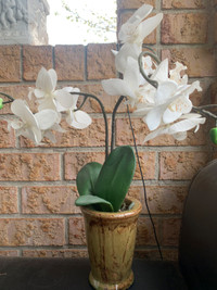 Faux White orchid Home decor 