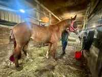 3 year old Registered Quarter Horse Filly (Papers in hand)