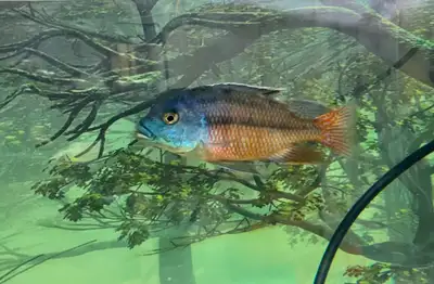 Juvenile Red Empress Cichlids for sale, View more