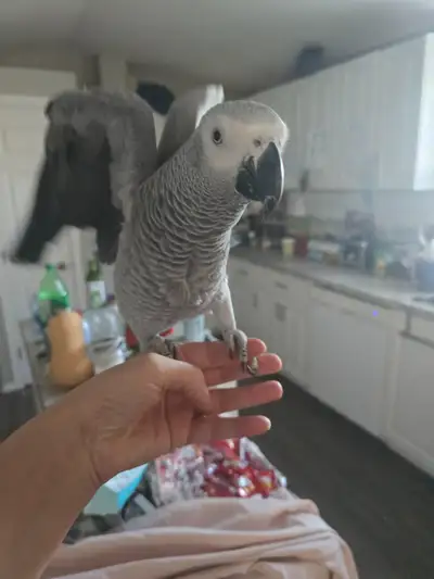 2 year old African Grey Female, View more