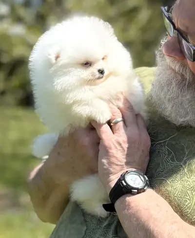 Adorable blue eyed, purebred Pomeranian puppy - delivery, View more