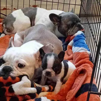 FEMALE FRENCH BULLDOG, View more