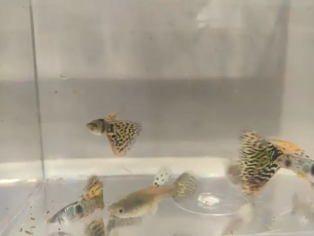 yellow tiger king cobra guppy (TEMPORARY SOLD OUT) in Fish for Rehoming in Hamilton - Image 5