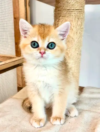 Adorables chatons British Shorthair cherchent leurs nouvelles familles aimantes ! • Race : British S...