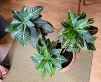 Very large and healthy Joseph's Coat (Croton) tropical plant