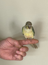  handtame baby conure 