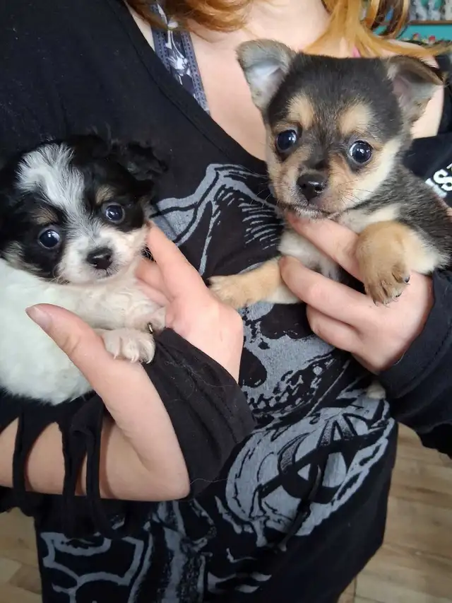 pomchi puppies for sale | Dogs & Puppies for Rehoming | Edmonton | Free ...