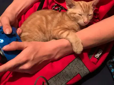 orange kitten!!, View more