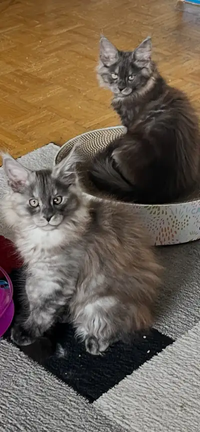 Purebred Maine Coon Kittiens, View more