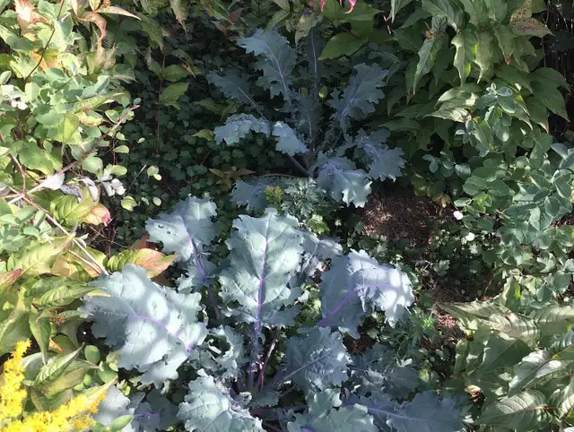 rabbit manure558827477413416967