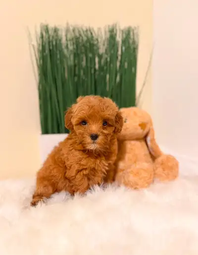 ✨ STUNNING MALTIPOO PUPPIES ✨, View more