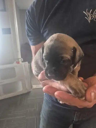 Mastiff puppies, View more