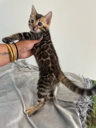 bengal kittens, View more