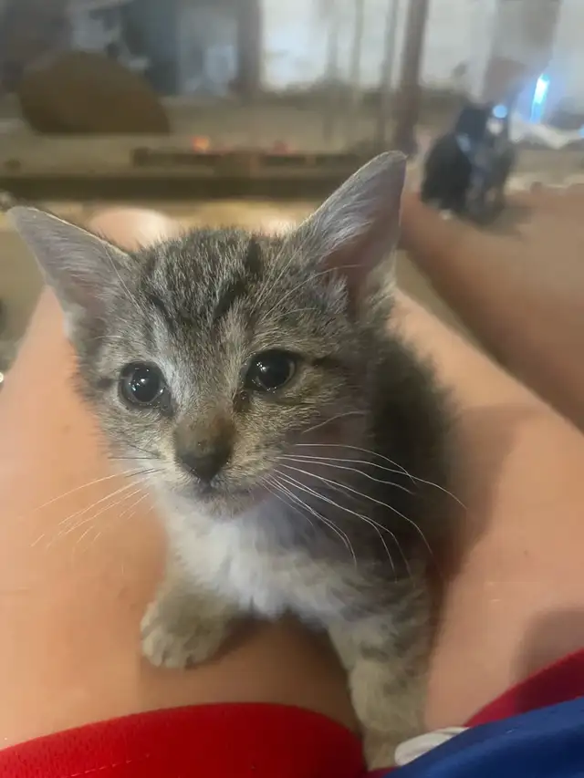 Farm Kittens