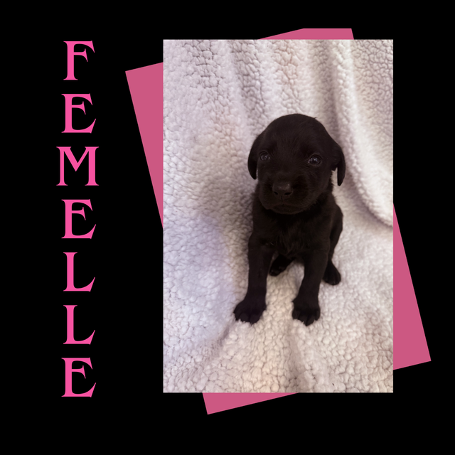 MAGNIFIQUES CHIOTS À ADOPTER – DISPONIBLES MI-MAI | Dogs & Puppies for ...