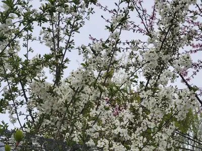 Dwarf Cherry Trees $30.00 Ready to flower soon. Lots of flower buds. Beautiful white flowers in spri...