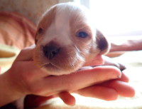 French Brittany Spaniel Puppies, Épagneul Breton