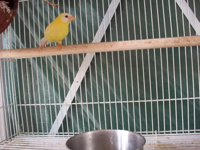 Male Canaries. Great singers. Less than 1 yr old. Come &  look. in Birds for Rehoming in Tricities/Pitt/Maple - Image 7