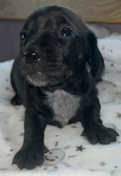 5 Piebald miniature dachshund puppies! Dad is a CKC registered chocolate piebald (pictured in last p...