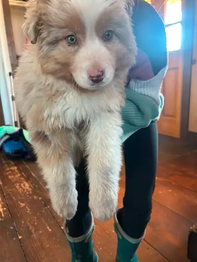 Berger australien pure race rouge merle il est prêt à rejoindre sa famille, nous sommes éleveurs dep...