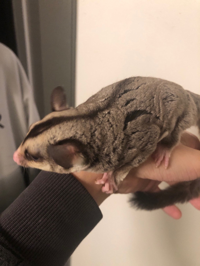 suger glider in Other Pets for Rehoming in Edmonton - Image 2