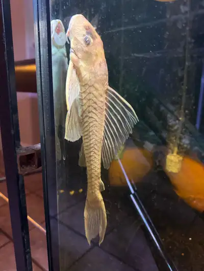 Pleco 12” for sale.
