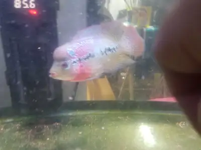 Selling 1 pair of Red Dragon Flowerhorns,Male is 8" long and the Female is 5" long excellent health,...