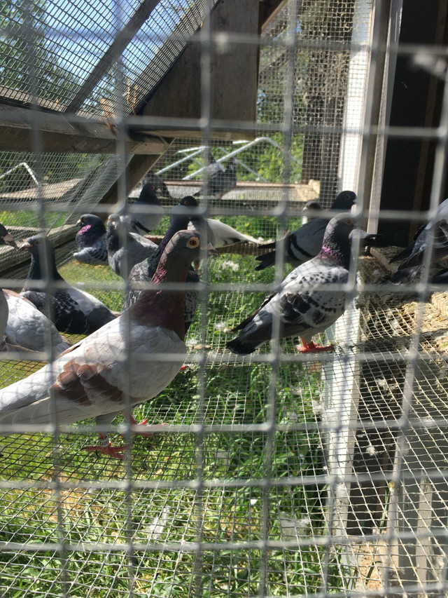 Racing pigeons  in Birds for Rehoming in Markham / York Region - Image 2