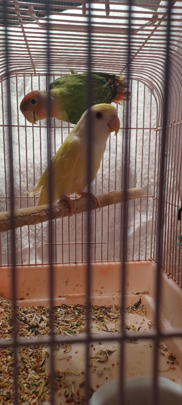 LOVEBIRDS in Birds for Rehoming in London - Image 3