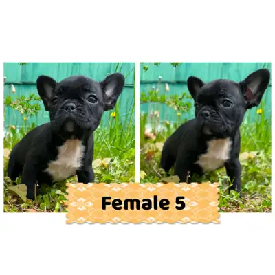 VET CHECKED and READY for their new homes ! French bulldog puppies born on April 19th — Each puppy w...