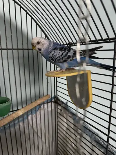 Female Budgie 1 year old, View more
