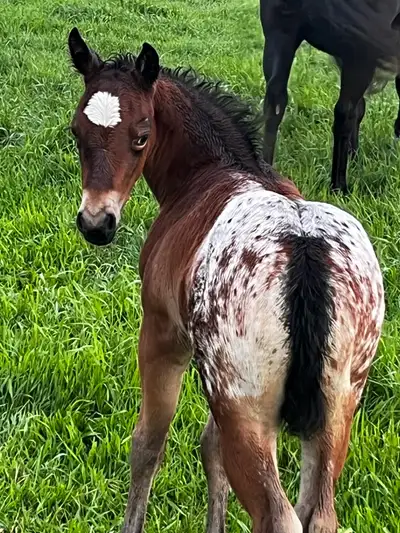 beautiful little filly, View more