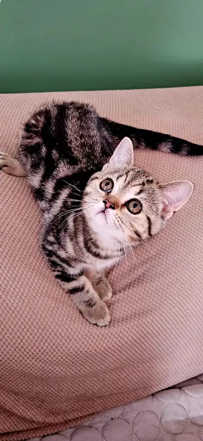 Chaton pure race, View more
