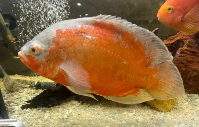 XL Super Red Albino Oscar Cichlid -12", View more