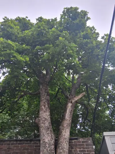 Private room with shared kitchen and washroom Main intersection weston and rogers. Main ticket stati...