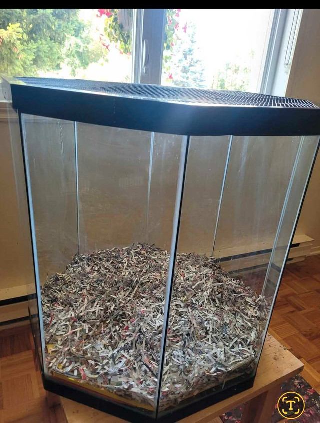Vivarium Bébés oiseaux dans Oiseaux à adopter  à Laval/Rive Nord