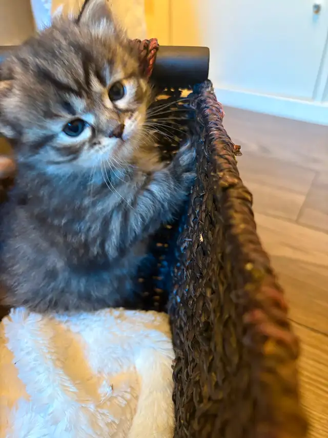 Pedigree Siberian Kittens Available