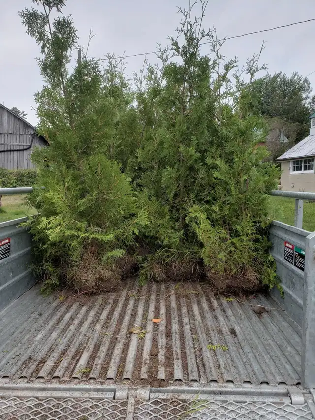 Cedar Trees  in Plants, Fertilizer & Soil in Belleville - Image 10