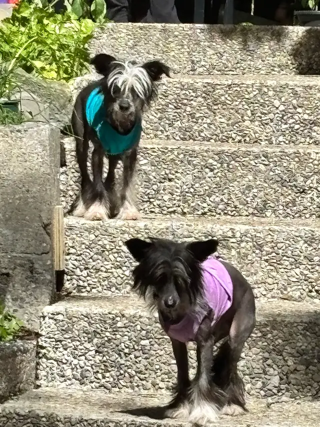 Chinese Crested in Dogs & Puppies for Rehoming in Cambridge - Image 5
