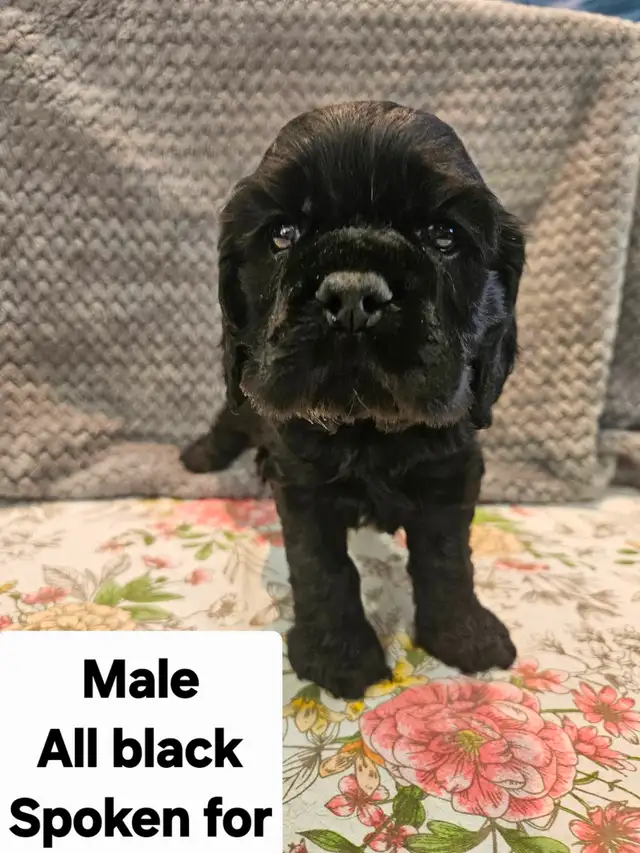 CKC Registered American Cocker Spaniel Pups in Dogs & Puppies for Rehoming in Mission - Image 5