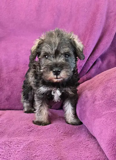 Schnauzer puppies, smart and cuddly, 2 girls and 2 boys left to choose from. Puppy shots and deworme...