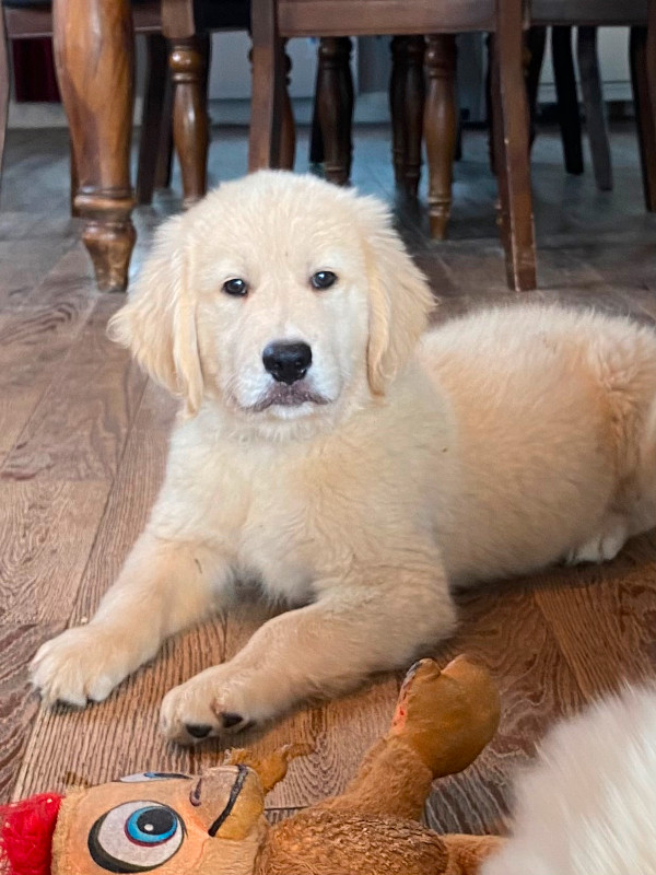 Chiots Golden Retriever prêts à partir Chiens et chiots à adopter Ville de Québec Kijiji