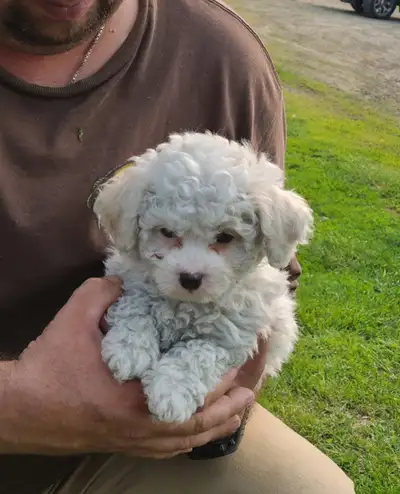 WEEKEND SPECIAL POODLE X PUPPIES, View more