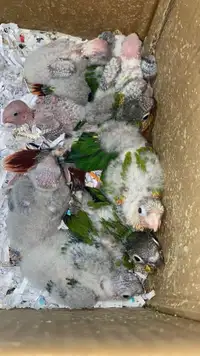 Baby conures for sale very smart and cuddling! 