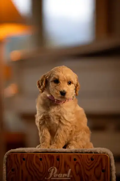 F1B midsize Goldendoodle puppies, View more