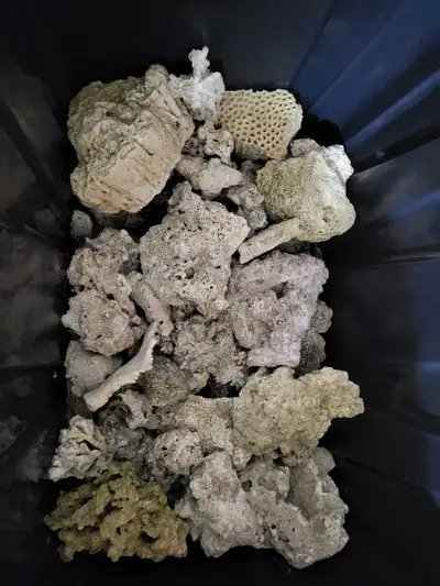 Assortment of corals from a salt water aquarium. Open to offers and amounts of pieces etc.