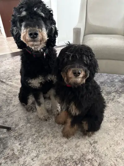 Bernedoodle, View more